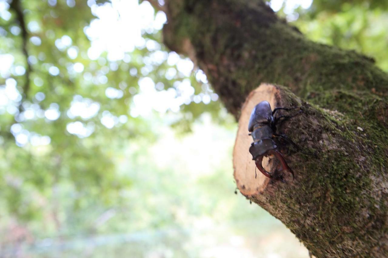 Oak Nature ヴィエイラ・ド・ミーニョ エクステリア 写真